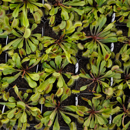 Venus Flytrap - Mammoth | | Carnivorous Plant Nursery
