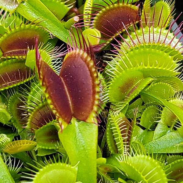 Venus Flytrap - G14 | | Carnivorous Plant Nursery