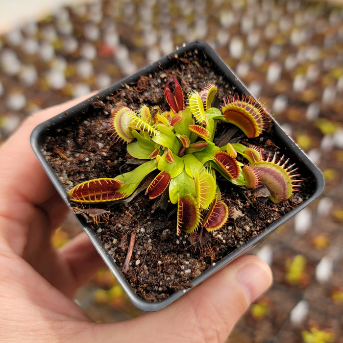 Venus Flytrap - G14 | Medium - 2.5" Potted | Carnivorous Plant Nursery
