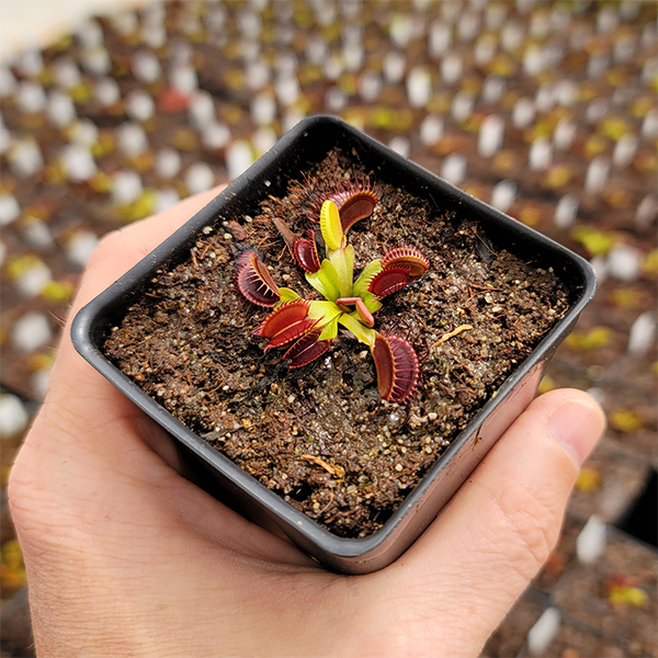 Venus Flytrap - G14 | Small - 2.5" Potted | Carnivorous Plant Nursery