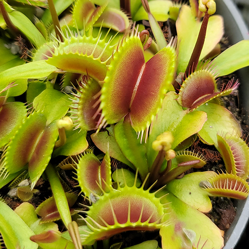 Venus Flytrap - Ginormous | | Carnivorous Plant Nursery