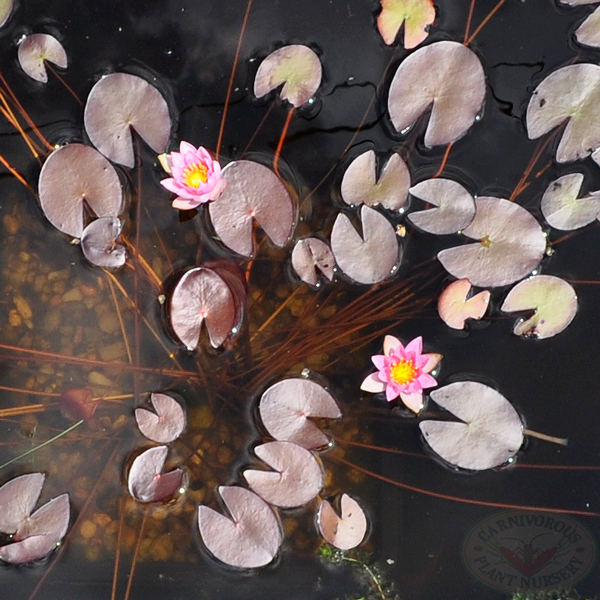 Pink Dwarf Water Lily | | Carnivorous Plant Nursery