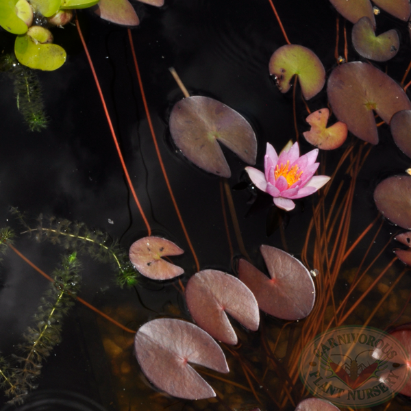 Pink Dwarf Water Lily | | Carnivorous Plant Nursery