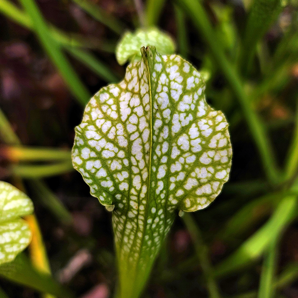 Sarracenia leucophylla x jonesii viridescens | | Carnivorous Plant Nursery