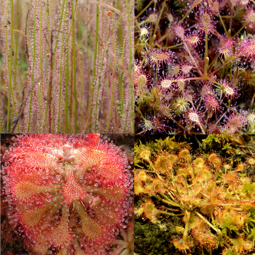 Temperate Sundew Mix Seeds | | Carnivorous Plant Nursery