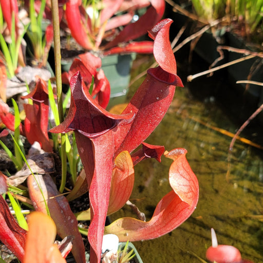 Sarracenia x chelsonii | | Carnivorous Plant Nursery