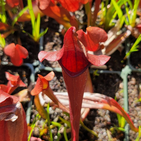 Sarracenia x chelsonii | | Carnivorous Plant Nursery