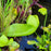 Sarracenia x courtii anthocyanin free Seeds