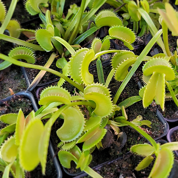 Venus Flytrap - Dentate Traps | | Carnivorous Plant Nursery