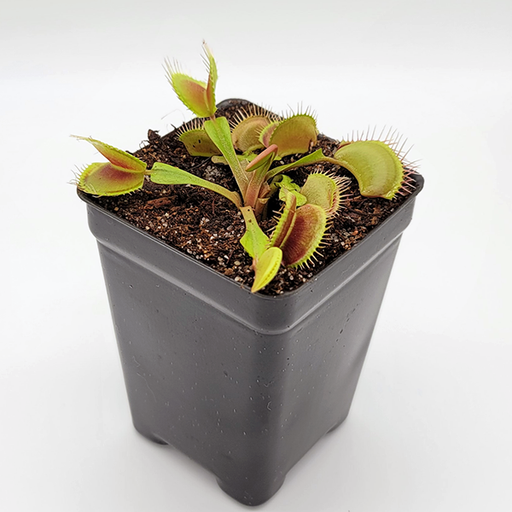 Venus Flytrap - Typical | Medium - 2.5" Potted | Carnivorous Plant Nursery
