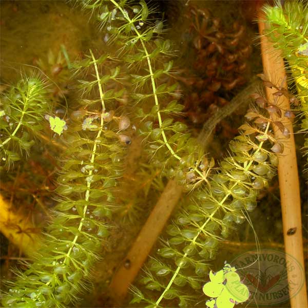 Aldrovanda vesiculosa | | Carnivorous Plant Nursery