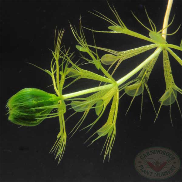 Aldrovanda vesiculosa | | Carnivorous Plant Nursery