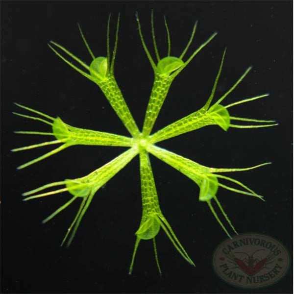 Aldrovanda