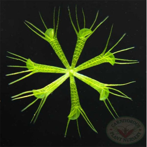 Aldrovanda vesiculosa | | Carnivorous Plant Nursery
