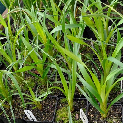 Brocchinia acuminata | | Carnivorous Plant Nursery