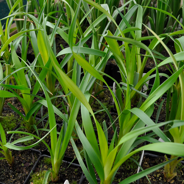 Brocchinia acuminata | | Carnivorous Plant Nursery