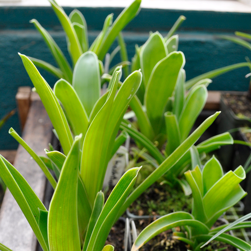 Brocchinia hectoides | | Carnivorous Plant Nursery