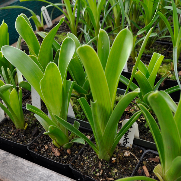 Brocchinia hectoides | | Carnivorous Plant Nursery