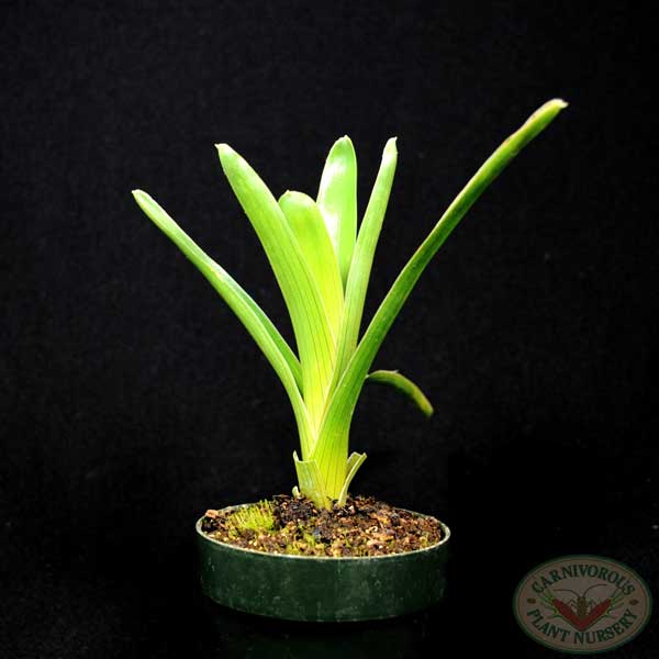 Brocchinia reducta | | Carnivorous Plant Nursery