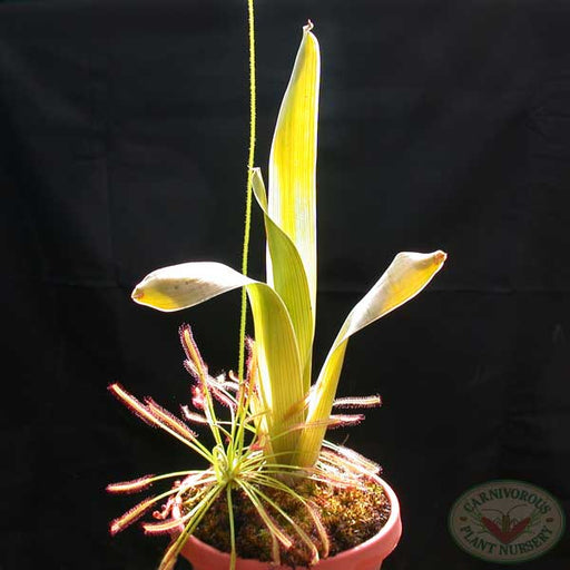 Brocchinia reducta | | Carnivorous Plant Nursery