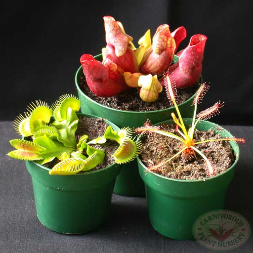 Starter Set | | Carnivorous Plant Nursery