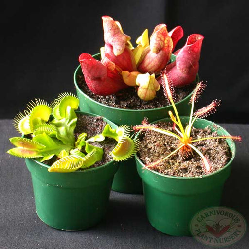 Carnivorous Plant Beginner's Set 1