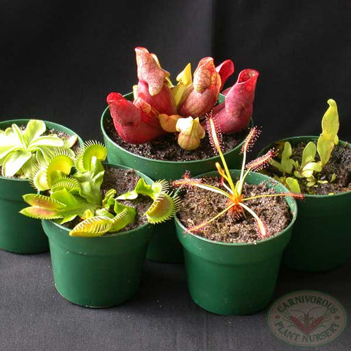 Carnivorous Plants Beginner's Set 2