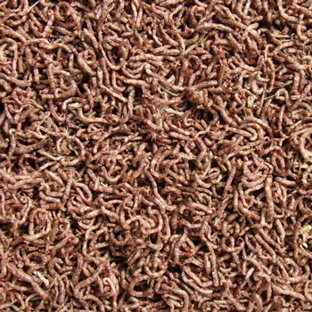 Freeze Dried Bloodworms | | Carnivorous Plant Nursery