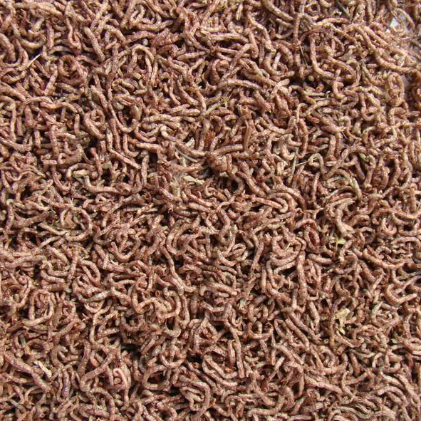 Freeze Dried Bloodworms | | Carnivorous Plant Nursery