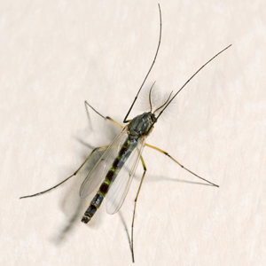 Freeze Dried Bloodworms | | Carnivorous Plant Nursery