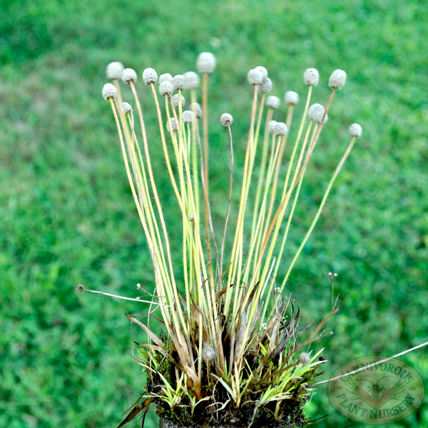 Bog Button | | Carnivorous Plant Nursery