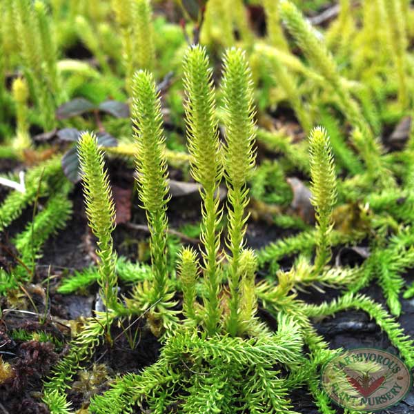 Bog Clubmoss | | Carnivorous Plant Nursery