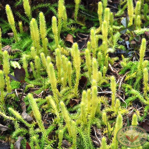 Bog Clubmoss | | Carnivorous Plant Nursery
