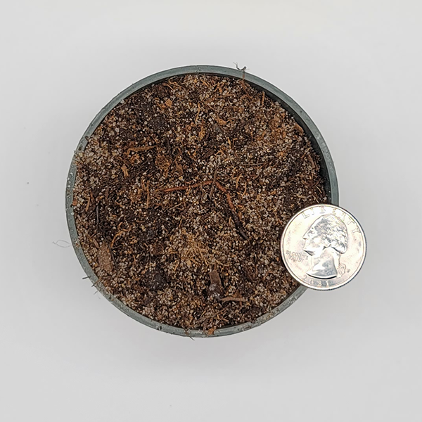 Bog Orchid Soil Mix | | Carnivorous Plant Nursery
