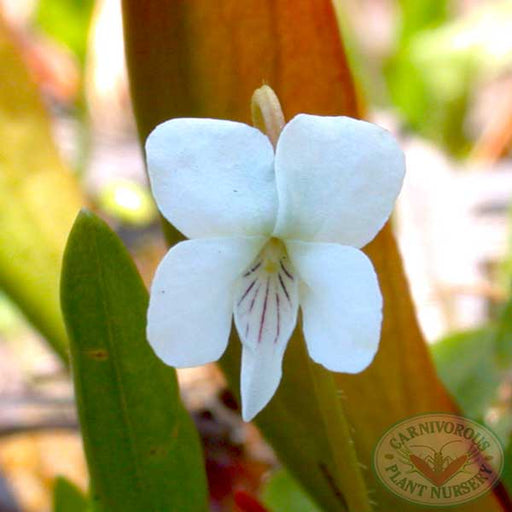 Bog Violet | | Carnivorous Plant Nursery