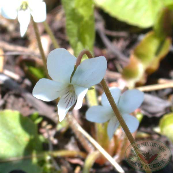 Bog Violet | | Carnivorous Plant Nursery