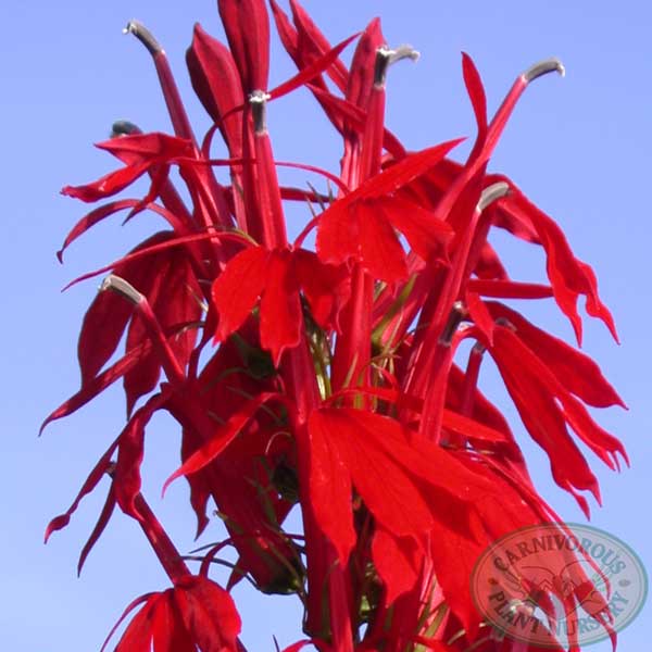 Cardinal Flower | | Carnivorous Plant Nursery