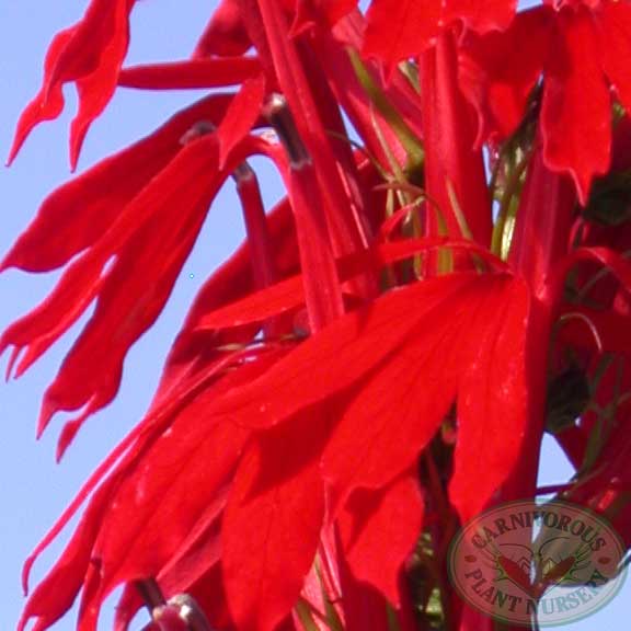 Cardinal Flower Seeds | | Carnivorous Plant Nursery