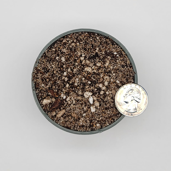 Cephalotus Soil Mix | | Carnivorous Plant Nursery