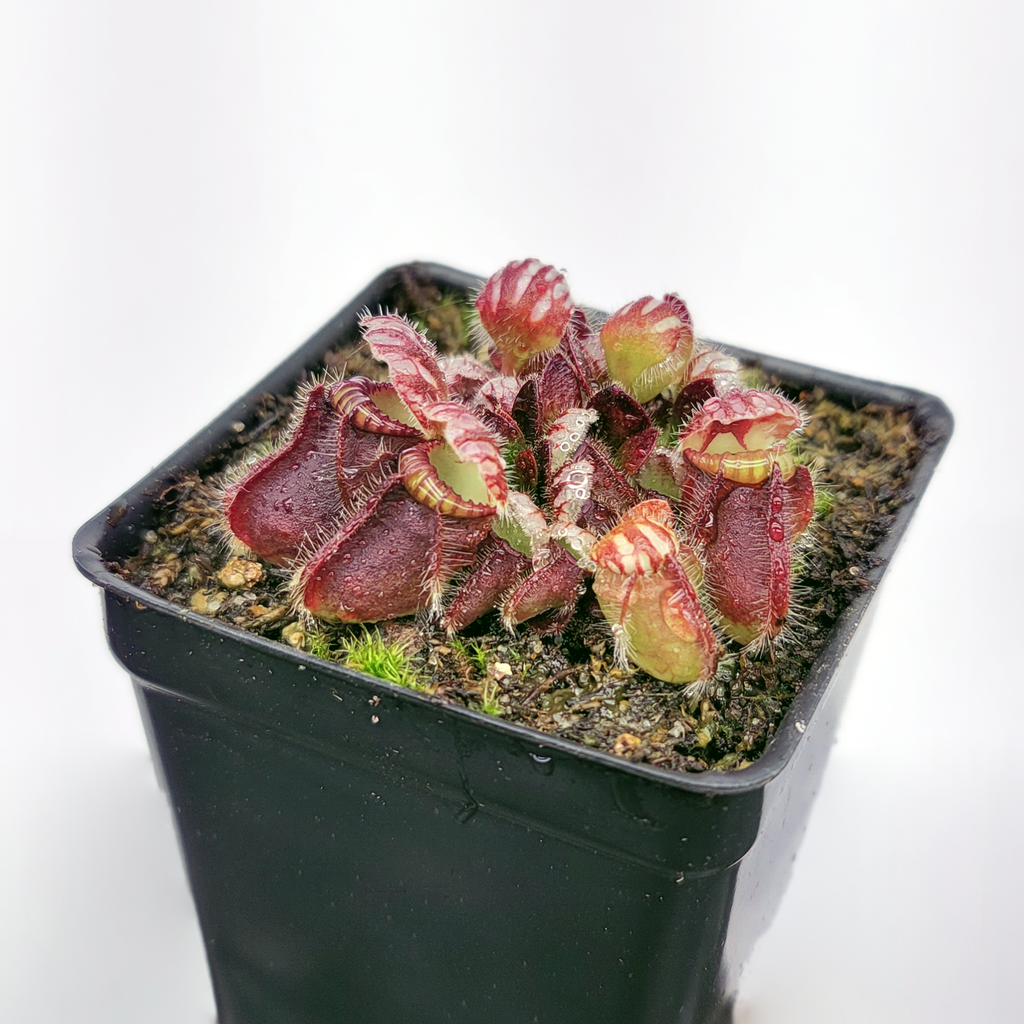 Cephalotus Follicularis for Sale | Albany Pitcher Plant