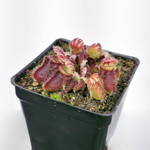 Cephalotus follicularis | Medium - 2.5" Potted | Carnivorous Plant Nursery
