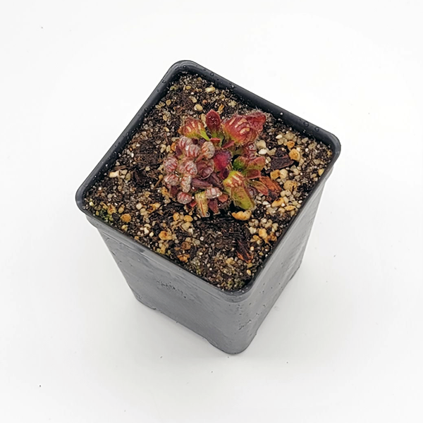 Cephalotus follicularis | Small - 2.5" Potted | Carnivorous Plant Nursery