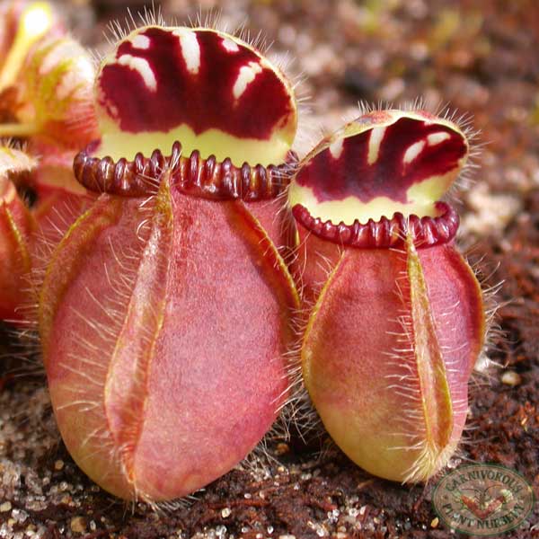 Cephalotus follicularis | Large - 2.5" Potted | Carnivorous Plant Nursery
