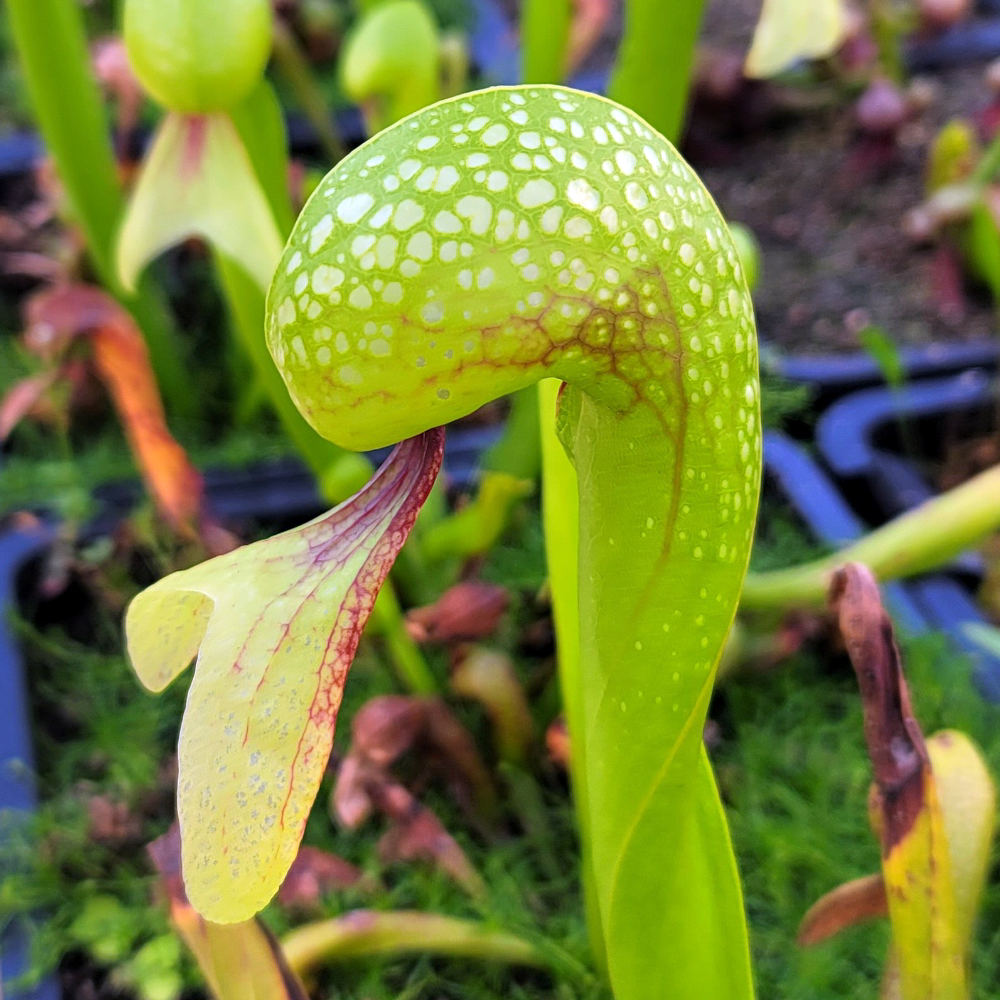 cobra lily flower Cobra Lily Seeds