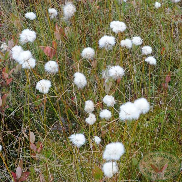 Tawny Cotton Grass Seeds