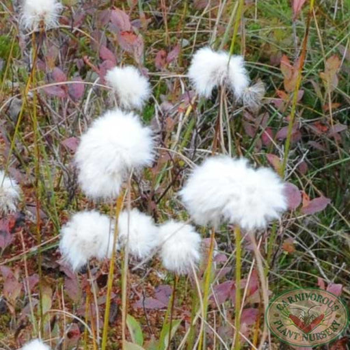 Tawny Cotton Grass Seeds | | Carnivorous Plant Nursery