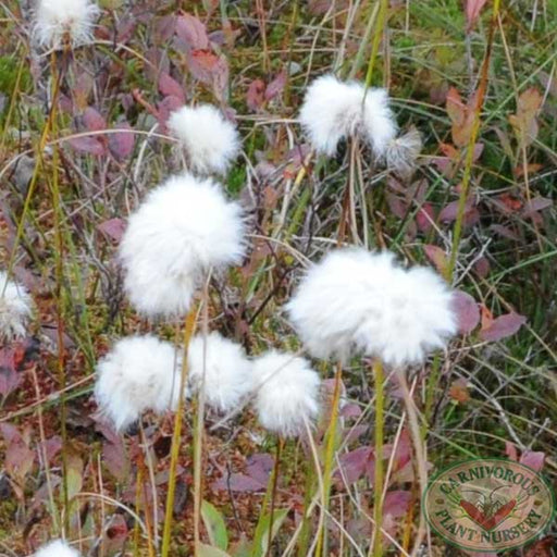 Eriophorum virginicum