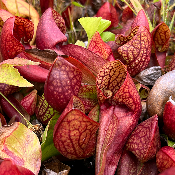 Sarracenia x courtii Seeds | | Carnivorous Plant Nursery