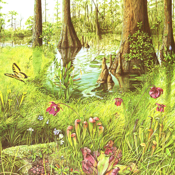 Carolina Swamp Print