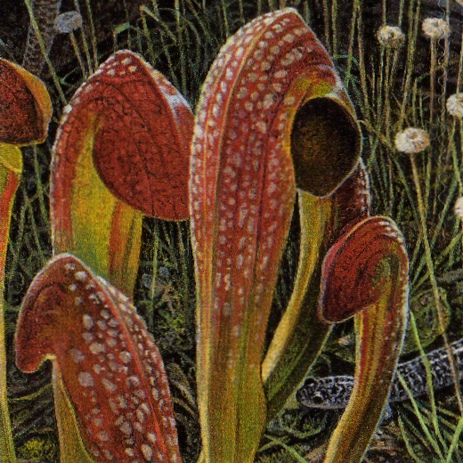 Carnivorous Plant Stamps - Longleaf Pine Forest | | Carnivorous Plant Nursery